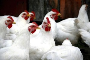 The Inglewood Farms organic poultry business has been sold out of receivership.